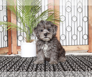 ShihPoo Puppy for sale in NAPLES, FL, USA