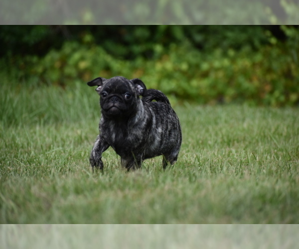 Medium Photo #5 Pug Puppy For Sale in PALM COAST, FL, USA