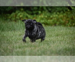 Small #4 Pug