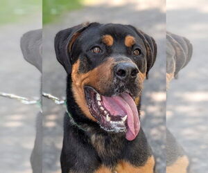 Rottweiler Dogs for adoption in Hillsboro, NH, USA