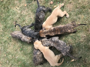 Mastiff Puppy for sale in CLEVELAND, OH, USA