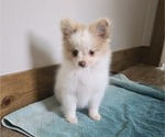 Small #6 Pomeranian