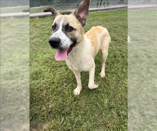 Medium Photo #2 Anatolian Shepherd-Unknown Mix Puppy For Sale in Conroe, TX, USA