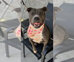 Maeve - Female American Staffordshire Terrier Dog for Adoption - Small photo