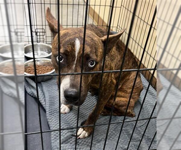 Medium Photo #1 American Pit Bull Terrier-Unknown Mix Puppy For Sale in Texas City, TX, USA