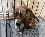 Small American Pit Bull Terrier Mix