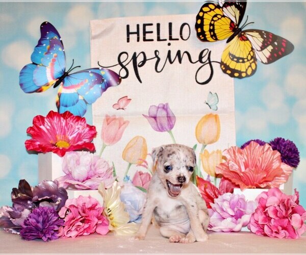 Medium Photo #5 Chihuahua Puppy For Sale in CHARLESTON, AR, USA