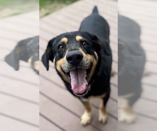 Medium Photo #1 Rottweiler-Unknown Mix Puppy For Sale in Conway, AR, USA