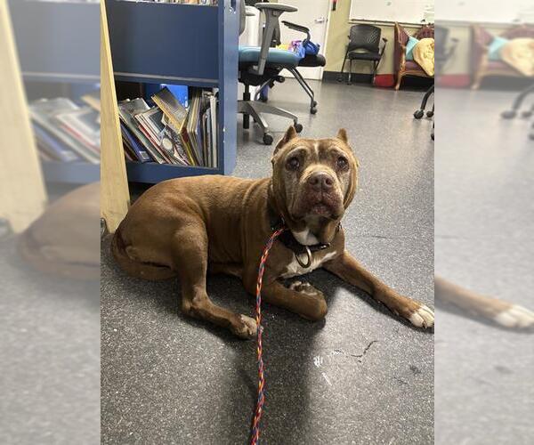 Medium Photo #1 Mutt Puppy For Sale in Camarillo, CA, USA