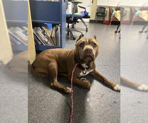 Mutt Dogs for adoption in Camarillo, CA, USA