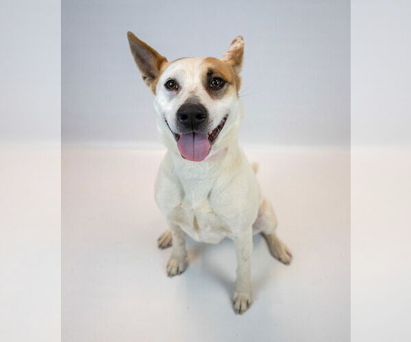 Medium Photo #5 Mutt Puppy For Sale in Kennesaw, GA, USA