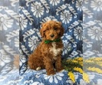Small Photo #3 Cavapoo Puppy For Sale in KIRKWOOD, PA, USA