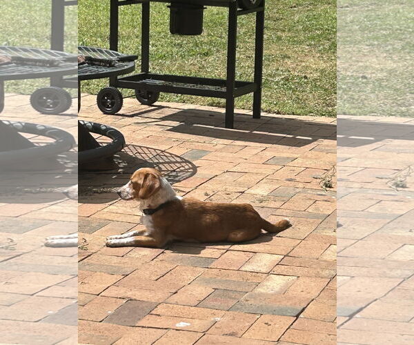 Medium Photo #4 Doxle Puppy For Sale in Holly Springs, NC, USA