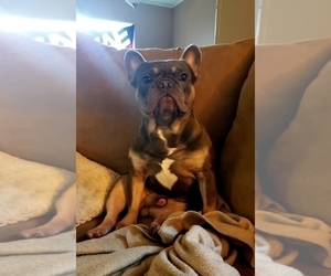 Father of the French Bulldog puppies born on 10/21/2019