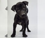 Small #4 American Staffordshire Terrier-Labrador Retriever Mix