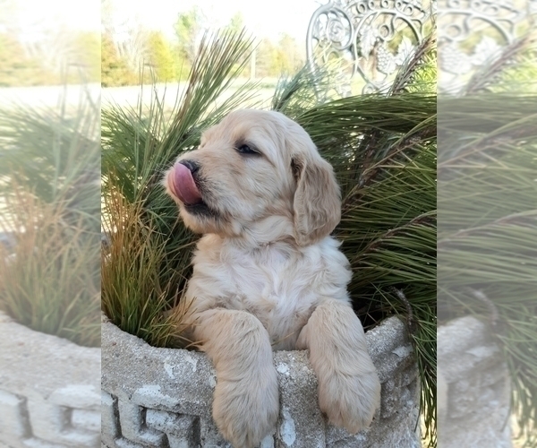 Medium Photo #7 Goldendoodle Puppy For Sale in PROSPECT, VA, USA