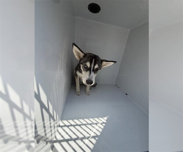 Medium Photo #1 Siberian Husky Puppy For Sale in Houston, TX, USA