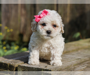 Cocker Spaniel-Poodle (Miniature) Mix Puppy for sale in LIBERTY, KY, USA