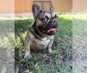 French Bulldog Puppy for Sale in OJAI, California USA