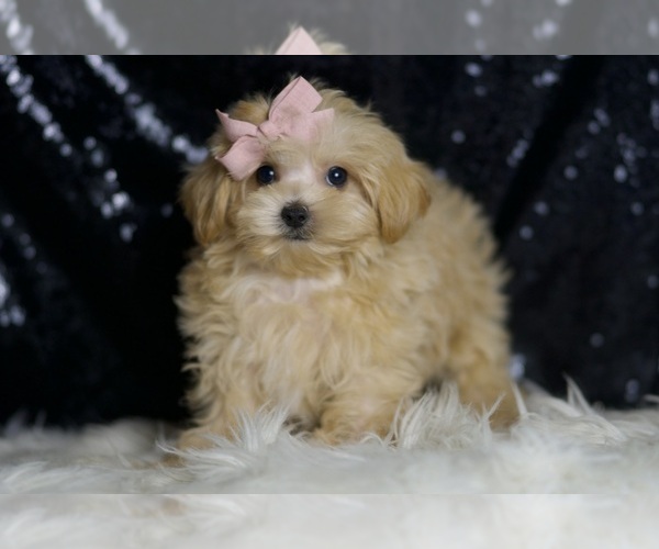 Medium Photo #2 Maltipoo Puppy For Sale in WARSAW, IN, USA