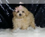 Small #1 Maltipoo