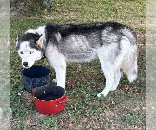 Medium Photo #4 Siberian Husky Puppy For Sale in Osgood, IN, USA