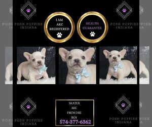 French Bulldog Puppy for sale in WARSAW, IN, USA