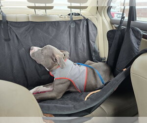 Travis - Male American Pit Bull Terrier-American Staffordshire Terrier Mix Dog for Adoption - Photo #3
