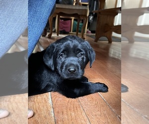 Labrador Retriever Puppy for sale in AUGUSTA, WI, USA