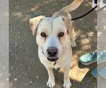 Small #5 Labrador Retriever Mix