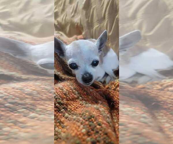 Medium Photo #1 Chihuahua-Unknown Mix Puppy For Sale in Tempe , AZ, USA