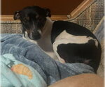 Small #3 Jack Russell Terrier Mix