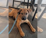 Small #11 Mutt