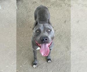 Mutt Dogs for adoption in Riverside, CA, USA