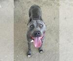 Small Mutt