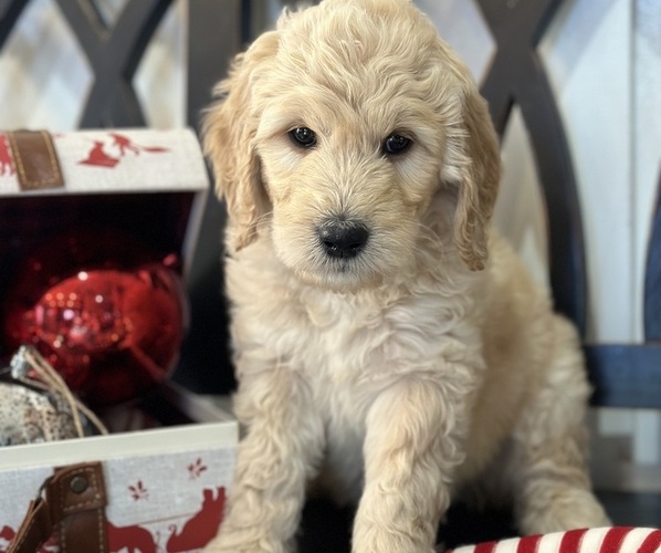 Medium Photo #9 Goldendoodle Puppy For Sale in DAWSONVILLE, GA, USA