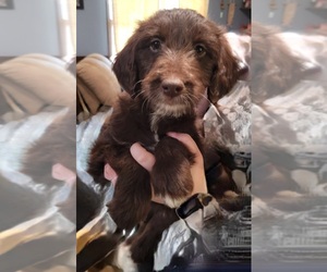 Aussiedoodle Puppy for sale in MORGANTON, NC, USA