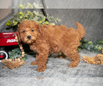Small #2 Poodle (Miniature)