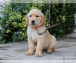 Image preview for Ad Listing. Nickname: Arlo