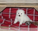 Puppy 0 American Eskimo Dog