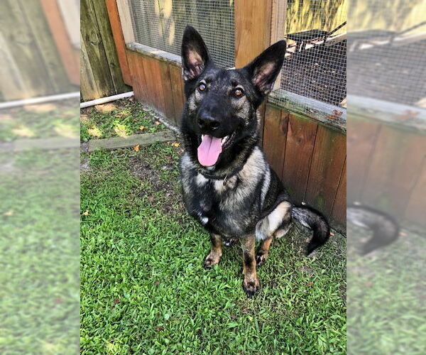 Medium Photo #4 German Shepherd Dog Puppy For Sale in Rocky Point, NC, USA