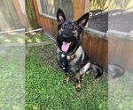 Small #3 German Shepherd Dog