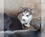 Puppy Puppy 6 Alaskan Malamute