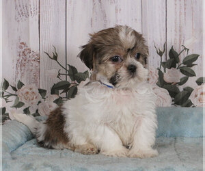 Lhasa Apso Puppy for sale in PENNS CREEK, PA, USA