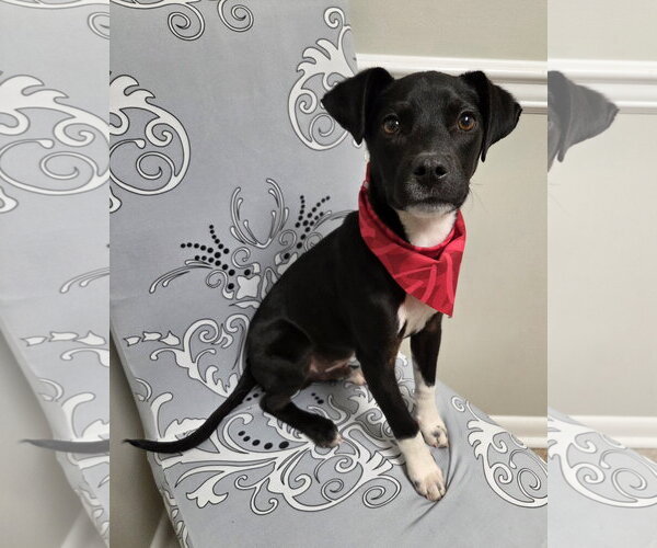 Medium Photo #3 Jack-Rat Terrier Puppy For Sale in Magnolia Springs, AL, USA