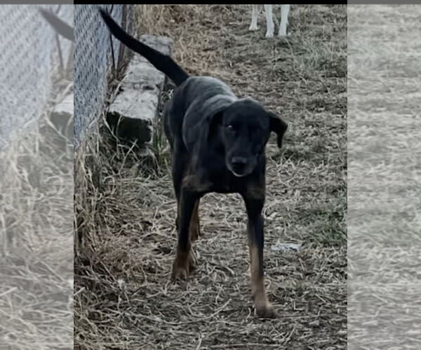 Medium Photo #2 German Shepherd Dog-Unknown Mix Puppy For Sale in Westminster, MD, USA