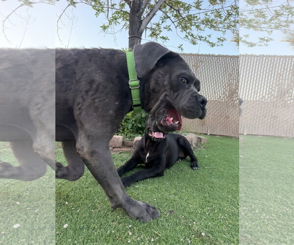 Medium Photo #5 Mutt Puppy For Sale in Goodyear, AZ, USA