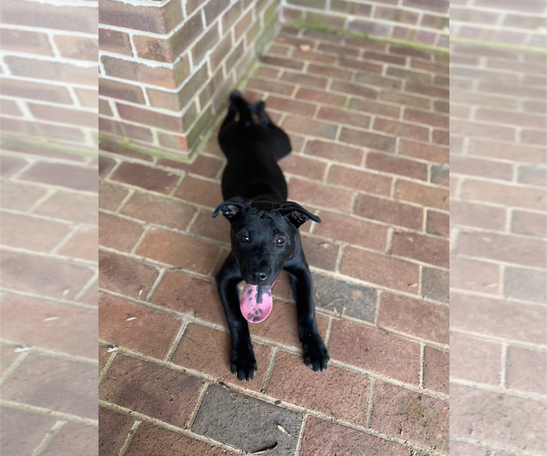 Medium Photo #8 Labrador Retriever-Unknown Mix Puppy For Sale in Holly Springs, NC, USA