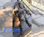 Small #12 Labrador Retriever Mix