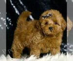 Small #1 Goldendoodle (Miniature)